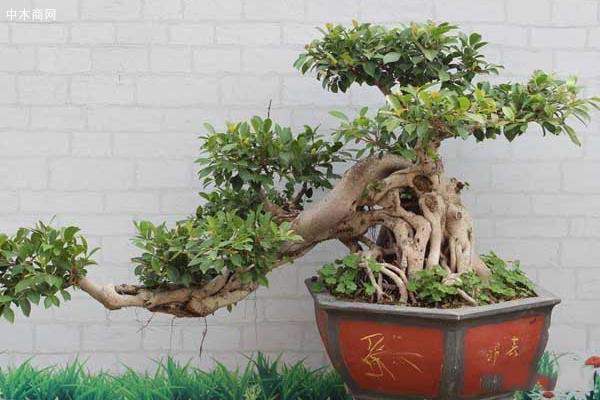 如何讓盆景的根系更加發(fā)達(dá)日常養(yǎng)護(hù)