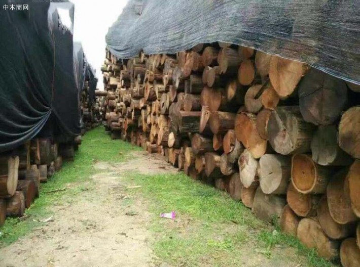 http://www.adcyc.com/sell/dongnanyayoumuyuanmu.html