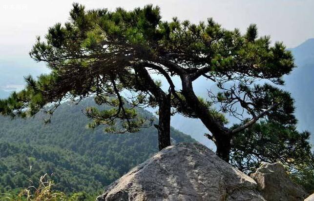 森林旅游發展強勁，森林旅游收入達420億元