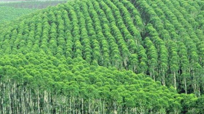 中國約占巴西南馬托格羅索木材產品出口的60%