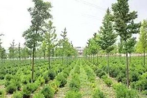 苗木人應當轉變的9個重要思路