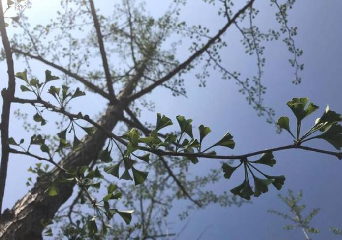 圖為葉片小而不展，長勢衰弱的銀杏樹