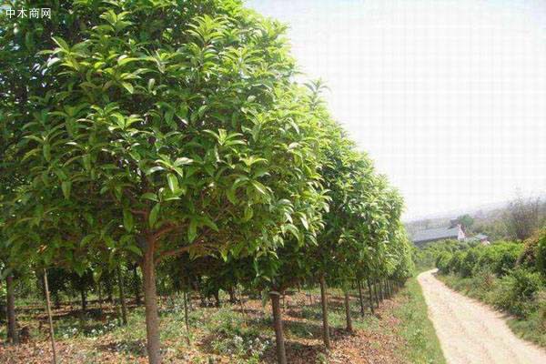 桂花樹多少錢一棵