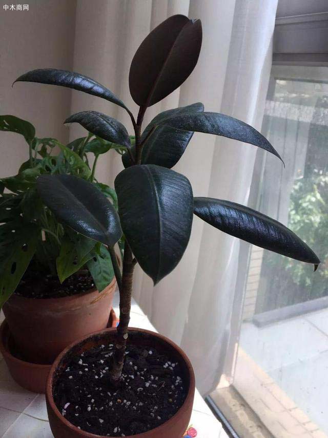橡皮樹喜歡溫暖潮濕