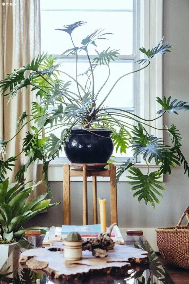 春羽——溫柔優雅