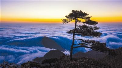 三清山上的黃山松