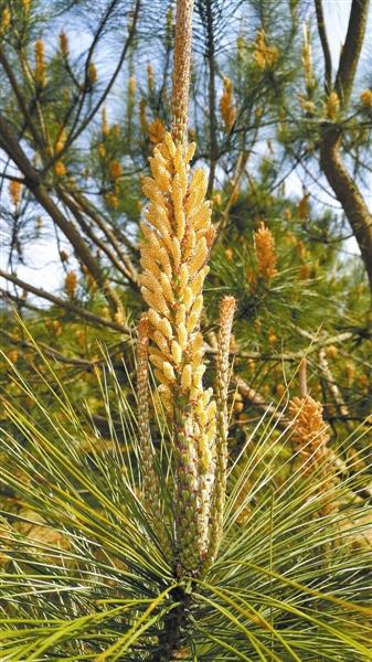 馬尾松雄花