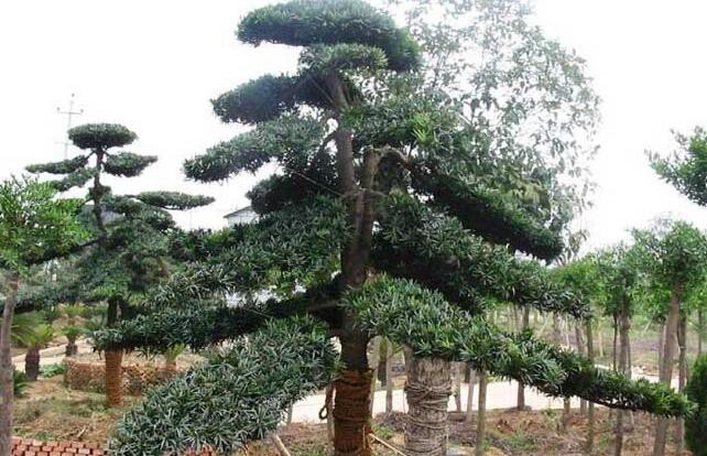 羅漢松怎么養？羅漢松的養殖方法和注意事項