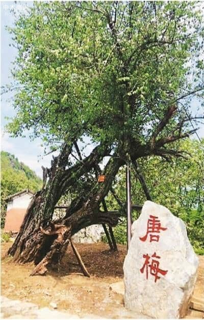 千年古梅重現(xiàn)雄姿