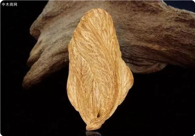愈創木鐵皮石斛