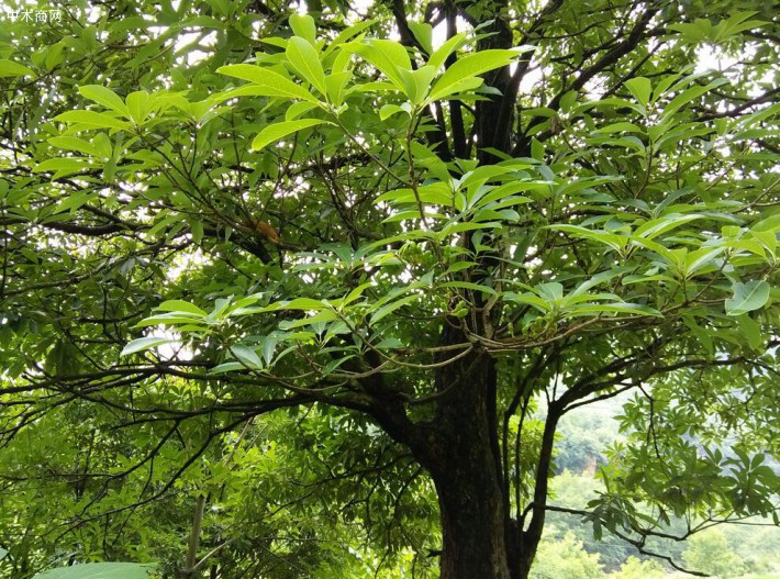 世界最珍貴的十大樹木是哪些
