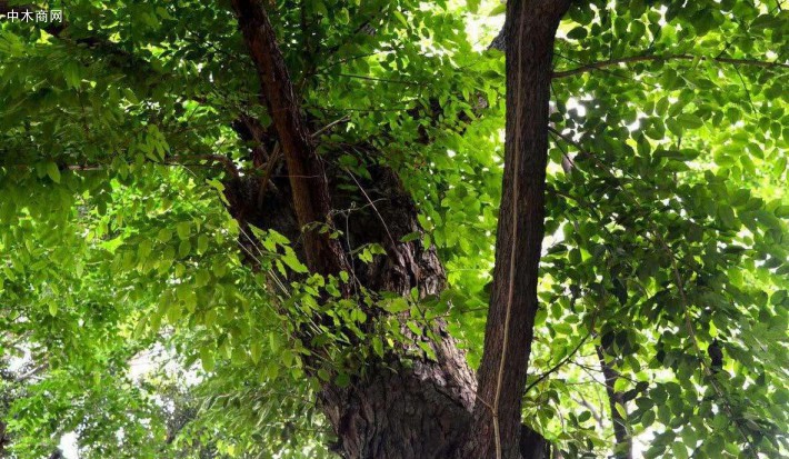 紫檀（拉丁學(xué)名：Pterocarpus indicus Willd.）