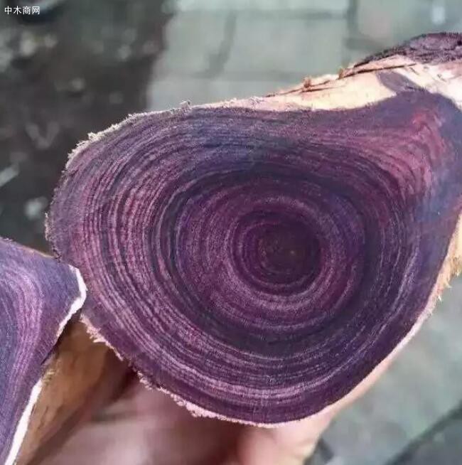 黃花梨為什么收藏價值這么高？