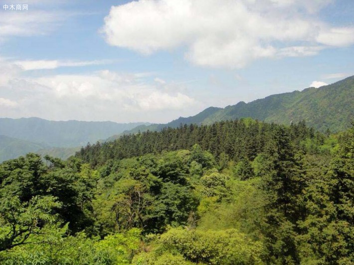 湖南永州五星嶺林場：嚴把源頭 強化治超