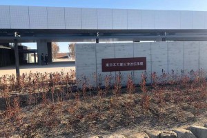 一棵值1.5億日元的松樹