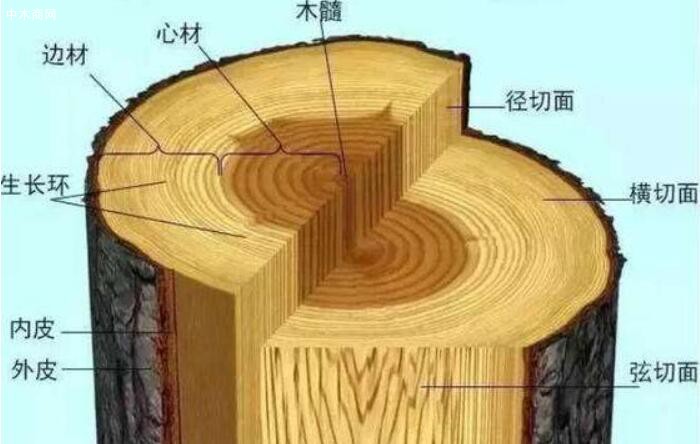 不同樹種的木材具有不同的構造