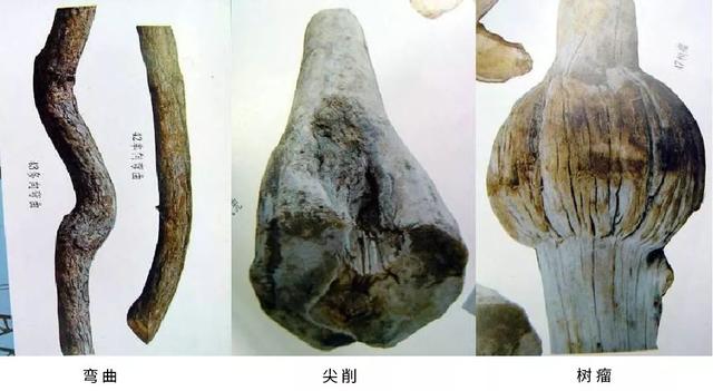 03樹干缺陷樹木在生長(zhǎng)過程中受到環(huán)境條件的影響
