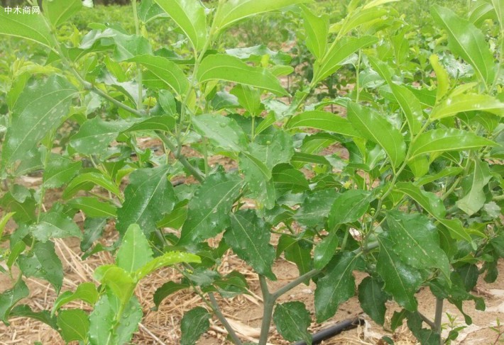 棗樹樹木奇特 生命力強 