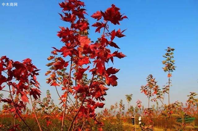美國紅楓怎么樣？看看苗木行業媒體人怎么說？