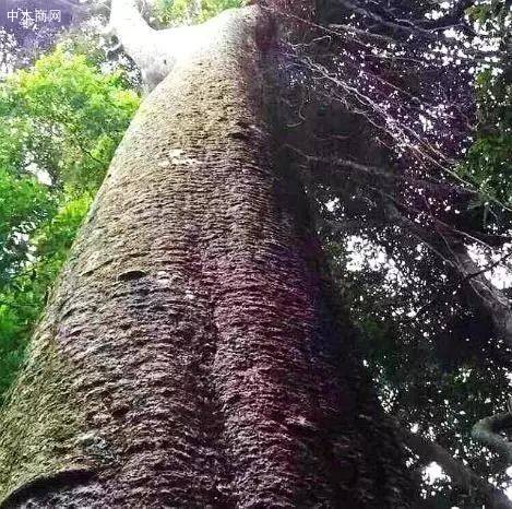 古夷蘇木「巴花」擁有魁梧的身材 