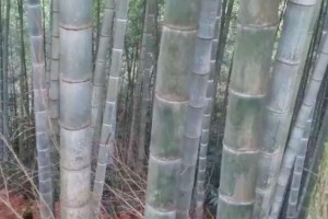 長寧縣委書記董茂成調研梅硐鎮竹產業發展