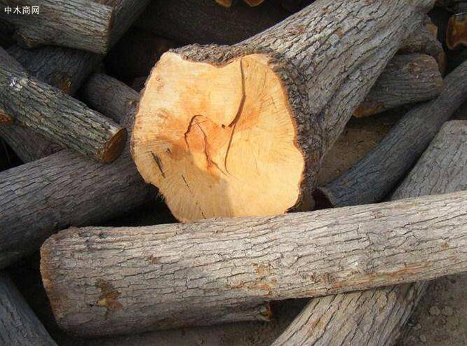 棗木