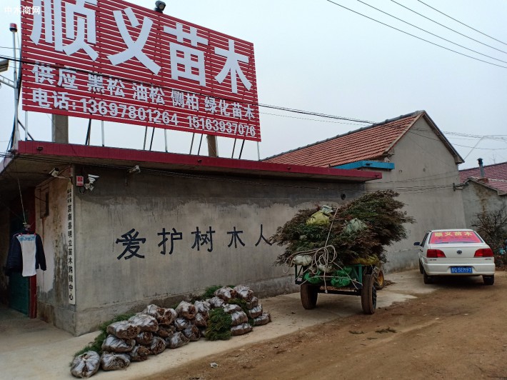 黑松小苗批發，量大從優圖片