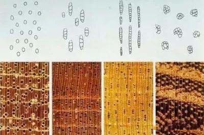 管孔大小