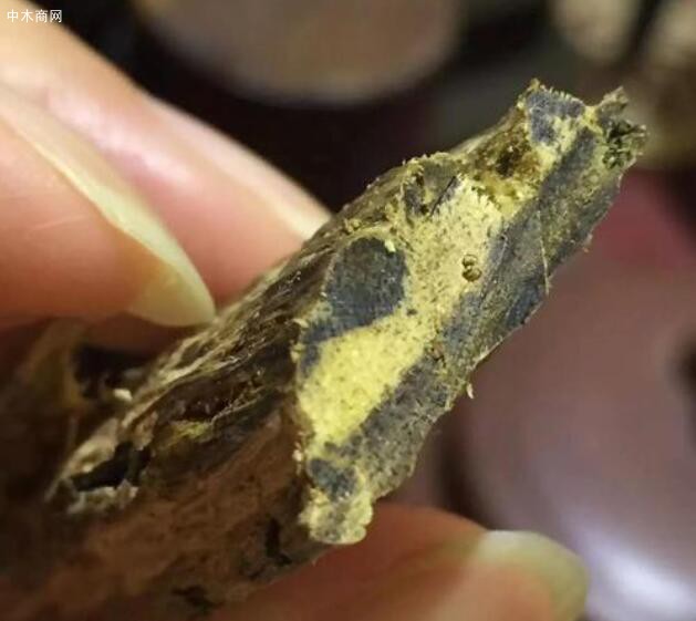 白木香的莖干，在正常情況下，未受傷前是不會結(jié)香的