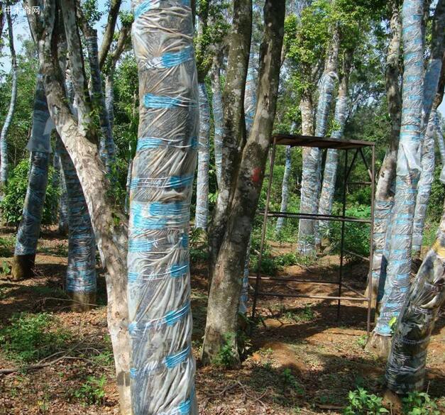 在沉香樹大樹上用鋸和鑿在樹干的同一邊