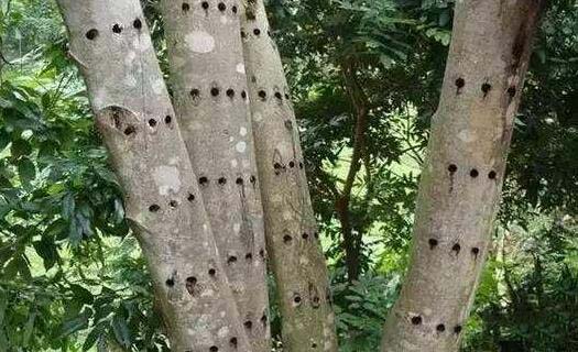 鑿洞法