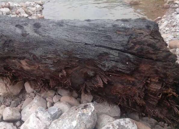 陰沉木料曾深藏于地下3000年至12000年