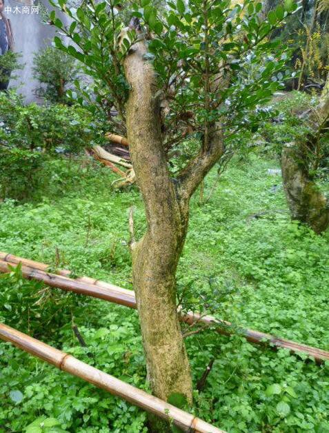 黃楊木料和陰沉木料的區別在哪里
