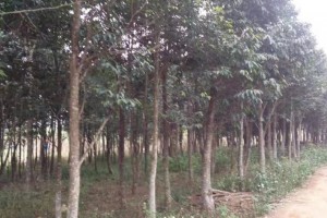 沉香樹四千多棵低價出售