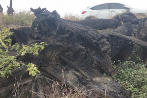 陰沉木原木4000年左右，河底挖出來的，硬度高