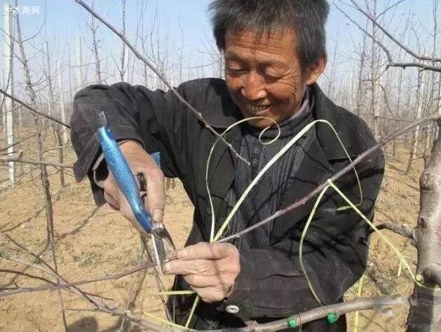 用鋼鋸片或刻芽刀在芽前1火柴棍遠拉一下