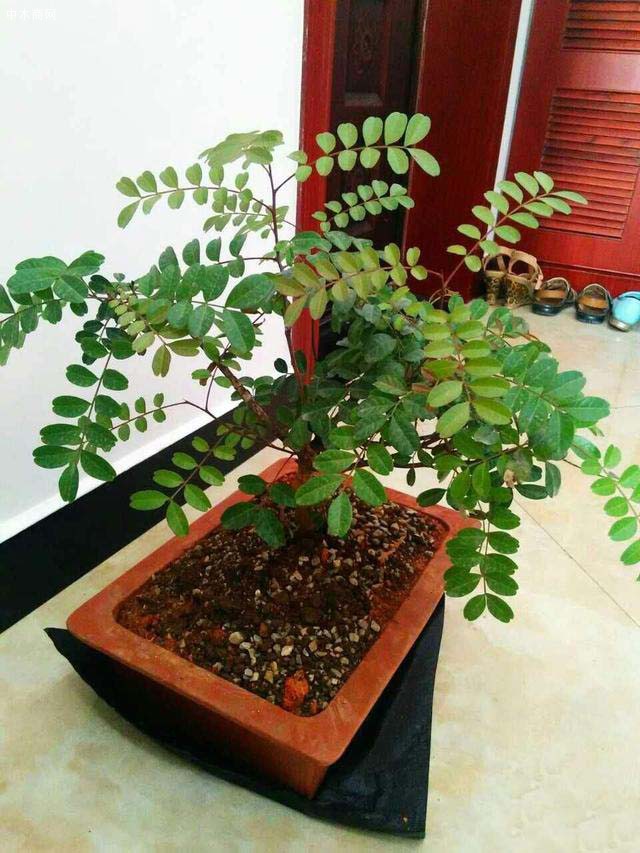 種清香木需要什么花盆