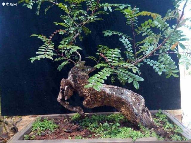 關于清香木花盆深淺