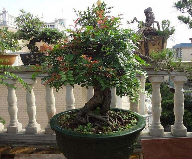 關于清香木花盆口徑