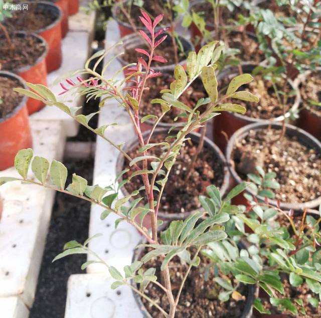 關于清香木花盆顏色