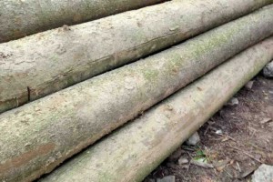 優(yōu)質(zhì)小葉金絲楠木新料批發(fā)