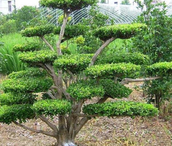 適合庭院種植的樹木品種有哪些？