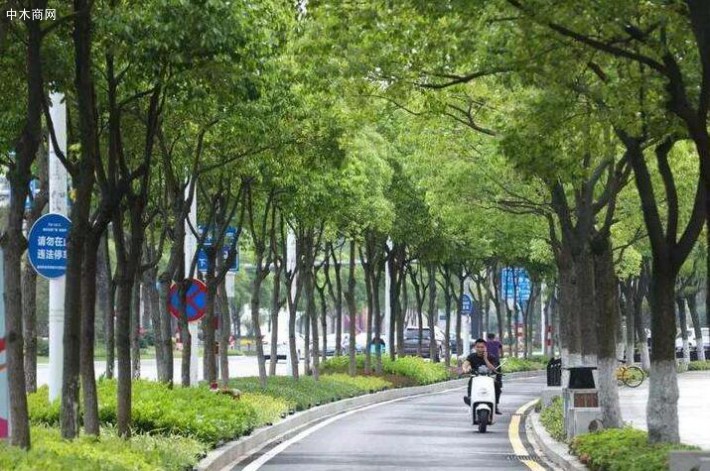 香樟木又名烏樟，是常綠的喬木