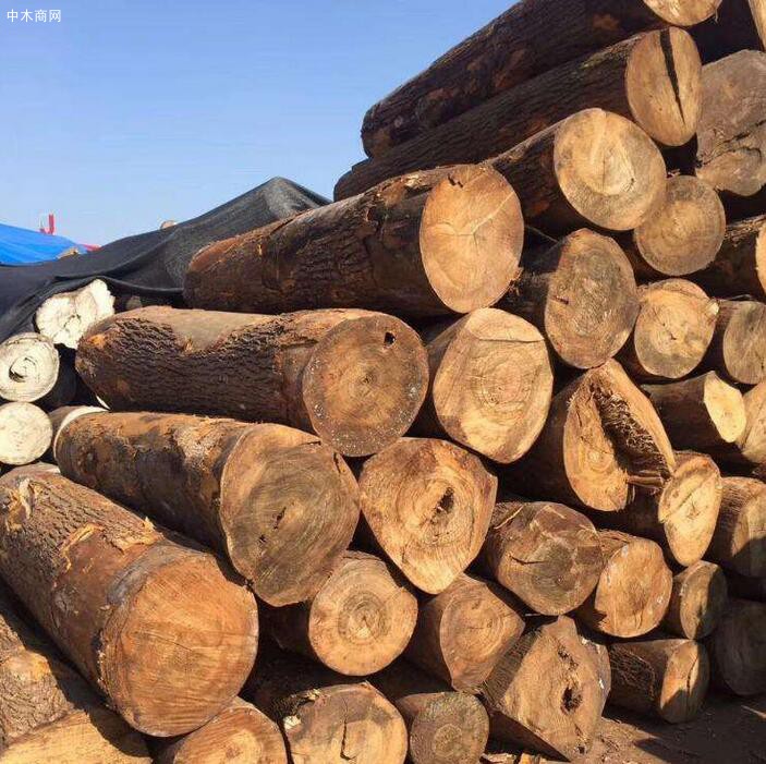 香樟木家具不僅具有使用價值
