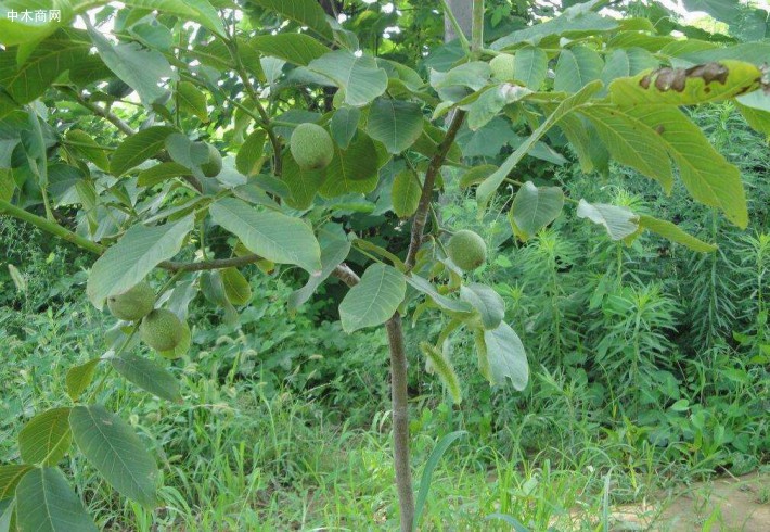 薄殼核桃苗批發,怎樣嫁接核桃苗