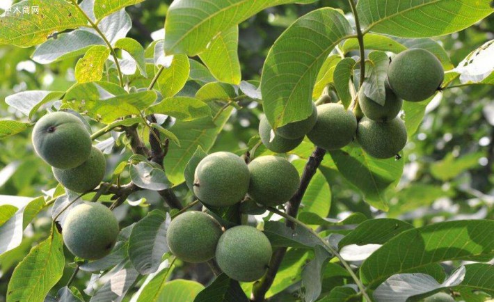 江西薄殼山核桃苗批發(fā),江西優(yōu)質(zhì)山核桃苗,江西山核桃嫁接苗技術(shù)