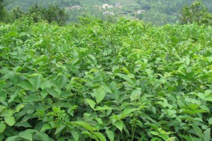 美國山核桃嫁接苗批發(fā),浙江核桃苗價格,小核桃樹苗價格