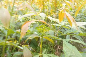 浙江核桃苗價格,小核桃樹苗價格,美國薄殼山核桃苗木