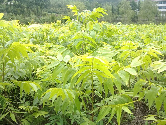 臨安章豐苗木專業合作社山核桃苗產品圖片
