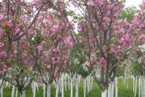 山東櫻花樹_櫻花苗木_櫻花價格_日本櫻花_日本晚櫻